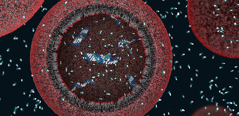 A 3-D view of a model protocell (a primitive cell) approximately 100 nanometers in diameter modeled by a team of researchers at Harvard University. Credit: Janet Iwasa/NSF