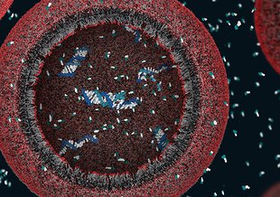 A 3-D view of a model protocell (a primitive cell) approximately 100 nanometers in diameter modeled by a team of researchers at Harvard University. Credit: Janet Iwasa/NSF