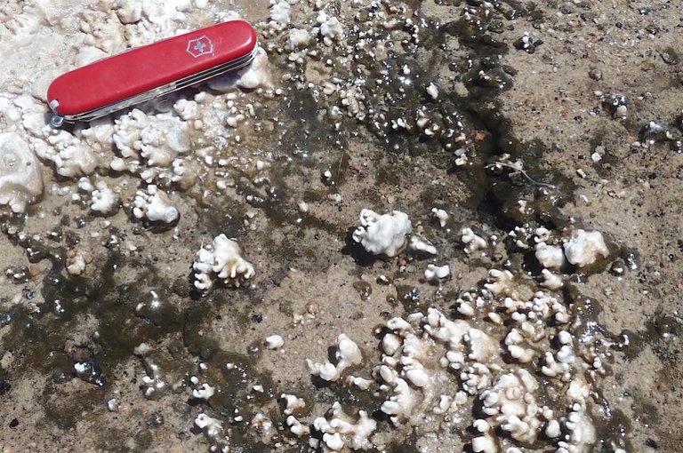 The El Tatio hot springs in Chile give scientists the opportunity to examine hydrothermal silica deposits in a Mars-like environment. These fingerlike nodules grew with the activity of microorganisms. Their resemblance to silica deposits found at Home Plate in Gusev Crater suggests a possible target for NASA's next Mars rover, planned for launch in 2020. Credit: ASU, Photo by Steve Ruff