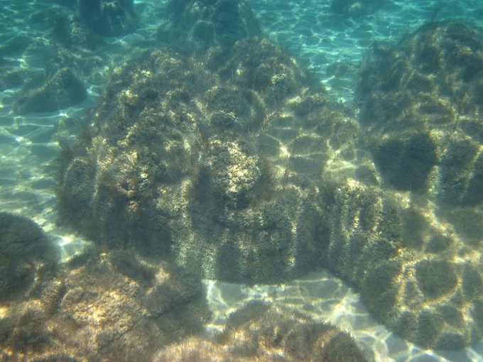 Massive composite stromatolites from Carbla Province. 