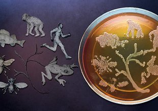 A picture of the tree of life created using microbes on a Petri dish.