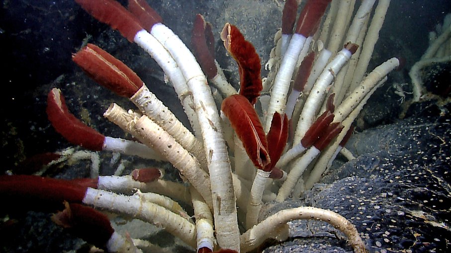 Species like vestimentiferan tubeworms, Riftia pachyptila, such as these found found near the Galapagos islands, represent the kinds of life that can persist near deep sea hydrothermal vents.