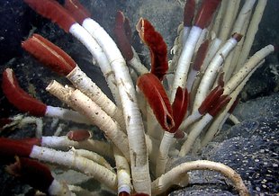 Species like vestimentiferan tubeworms, Riftia pachyptila, such as these found found near the Galapagos islands, represent the kinds of life that can persist near deep sea hydrothermal vents.