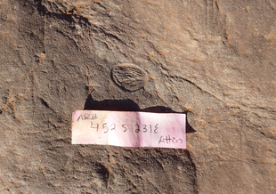 A small circular fossil sits in the center of the image. The rest of the frame is filled by the rock in which the fossil is found. A piece of paper sits below the fossil with the label ARB 452 S 231 Attin