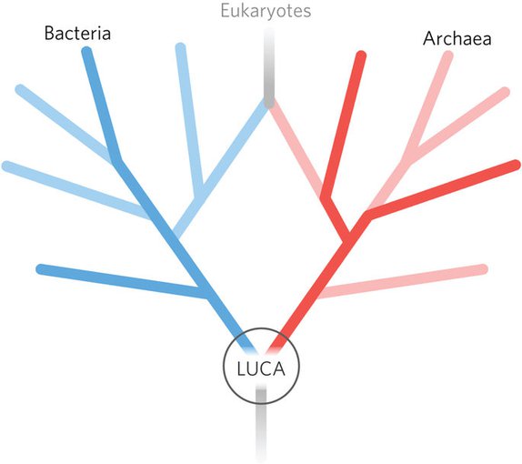 A schematic of the two-domain tree, with eukaryotes evolving from endosymbiosis between members of the two original trunks of the tree, archaea and bacteria.