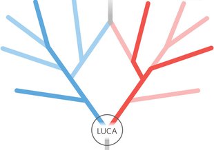 A schematic of the two-domain tree, with eukaryotes evolving from endosymbiosis between members of the two original trunks of the tree, archaea and bacteria.