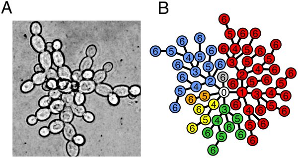 Groups of yeast cells. If key cells die a programmed death, these groups can separate. Credit: E. Libby et al., PLOS Computational Biology