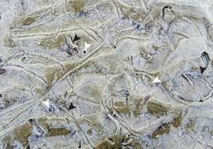 Diopatra cuprea parchments exposed during low tide. Examples of tube openings are indicated with white arrows. Examples of parchment that extend above the sediment– water interface are indicated with black arrows.