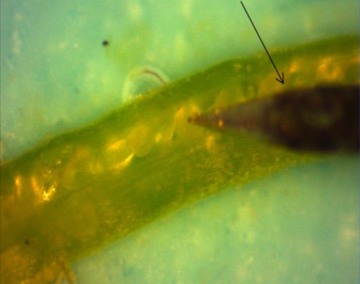 Photograph of SR Nitric Oxide microsensor near the surface of <em>A. thaliana</em> ovules after opening of the silique wall. Arrow indicates electrode.
