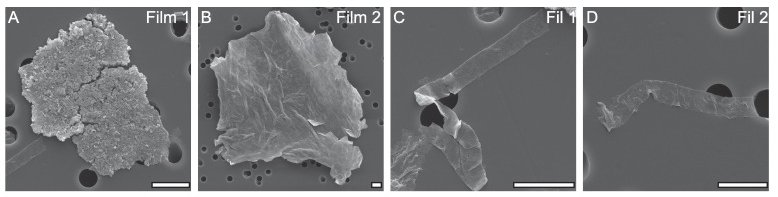 Organic-walled microfossils isolated from the early Neoproterozoic Liulaobei Formation.