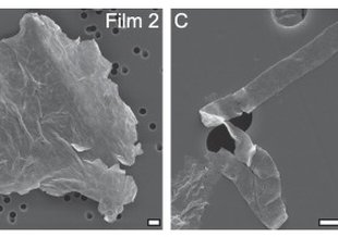 Organic-walled microfossils isolated from the early Neoproterozoic Liulaobei Formation.