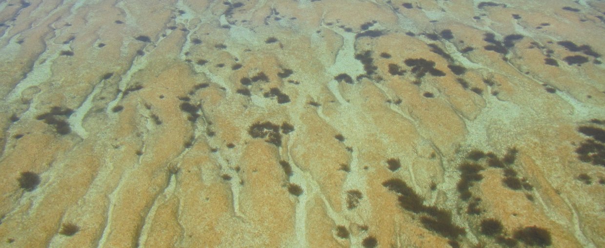 Elongate nested stromatolites colonized by smooth mat in the Spaven Province on the western margin of Hamelin Pool. Taken from the boat on a flat-calm day.