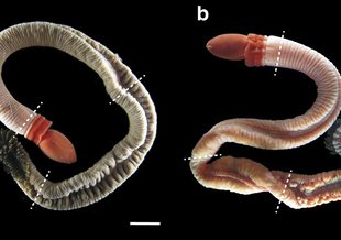 Adult <em>Schizocardium californicum</em>. Light micrographs. a Female. b Male. Dashed lines mark the boundaries between the main body regions. Scale bars: 10 mm
