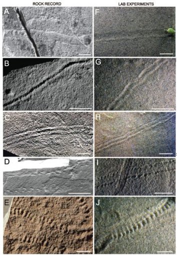 The images on the left show Ediacaran trace fossils, and the images on the right show the trails produced in the wave tank with the microbial aggregates. The white scale bar is 1 centimeter. Credit: SEPM/Journal of Sedimentary Research. Used with permission