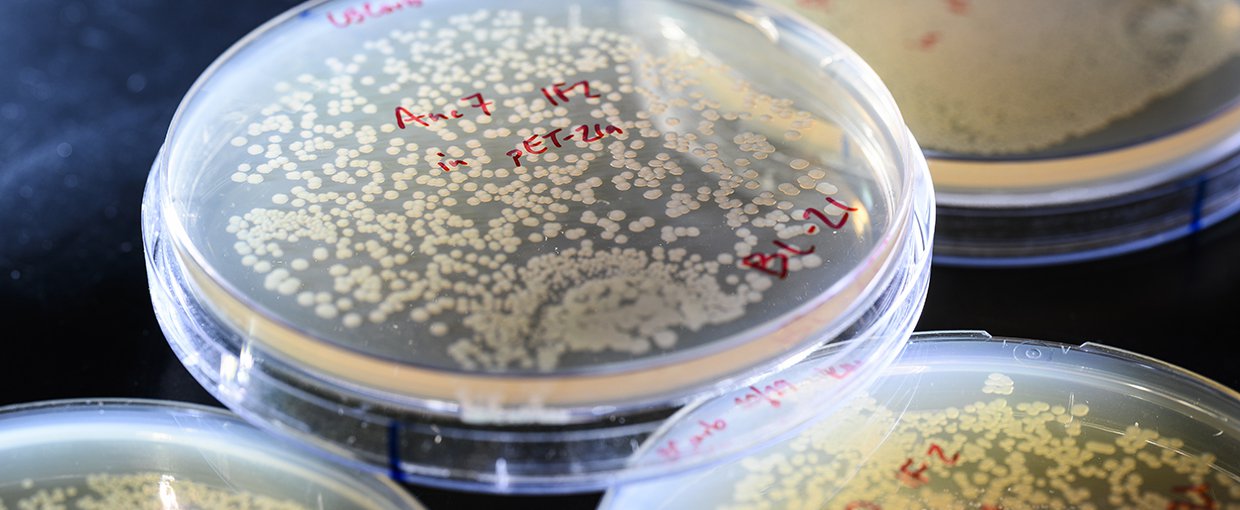 Petri dishes containing cultures of ancient DNA molecules are pictured in the research lab of Betül Kaçar, assistant professor of bacteriology, in the Microbial Sciences Building at the University of Wisconsin–Madison on Oct. 21, 2021.