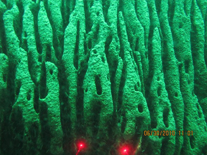 Side view of a microbialite of unusual size (MOUS) showing vertically oriented growth structures (note lasers are 10cm apart).