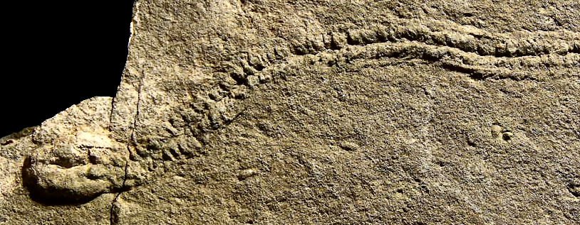 Trace fossils, such as this one caused by a trilobite, are trails or footprints left behind by an animal. The trilobite moved from right to left and then partially buried itself, leaving an impression. Not all trace fossils are as easily identifiable, particularly ones of early life. Credit: Stefano Novello