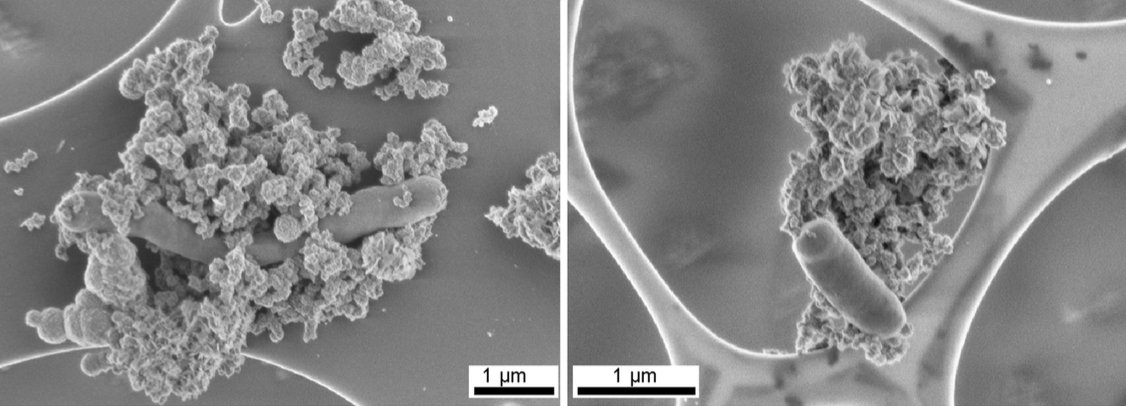 Scanning electron micrographs of anaerobic Fe(II)-oxidizing cultures. From: Schadler et al. (2009) Formation of Cell-Iron-Mineral Aggregates by Phototrophic and Nitrate-Reducing Anaerobic Fe(II)-Oxidizing Bacteria, Geomicrobiology Journal. 