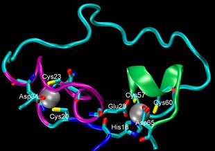 A computer model of the early protein developed in simulations.