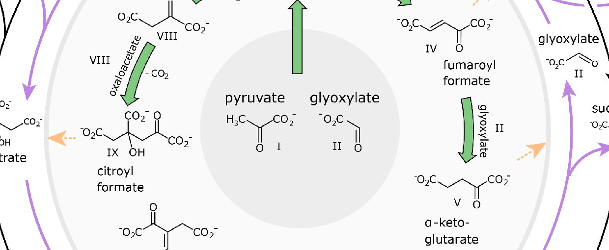 Illustration of the alpha-ketoacid pathway identified in the recent Nature publication.