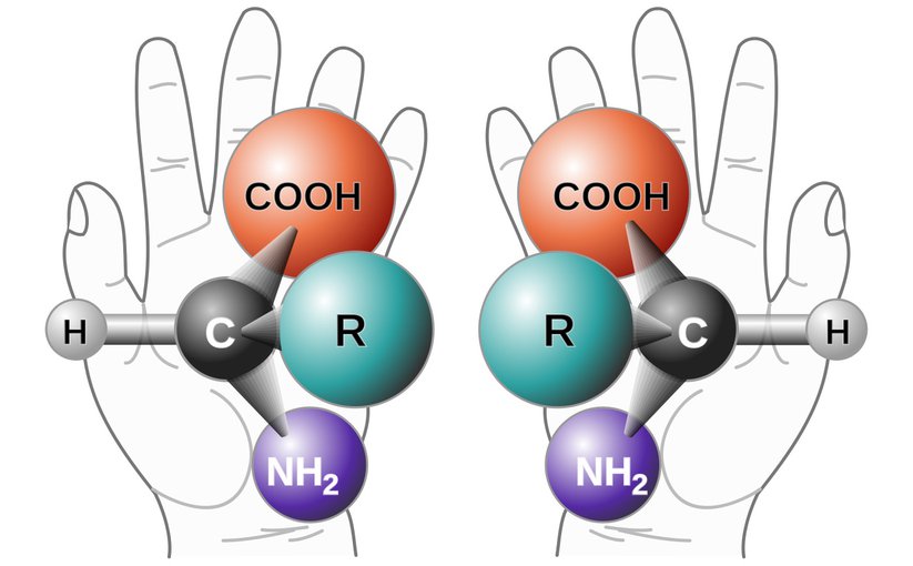 Here we see a left-handed and a right-handed amino acid. The chirality of all amino ac-ids on Earth is left-handed.