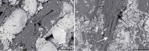 BSE-SEM images of fossils in sandstone from Michigan. At Left: internal tube in the carbonaceous material (black arrow). At right: a branching external tube in the carbonaceous material (black arrow), and the branching point (white arrow).