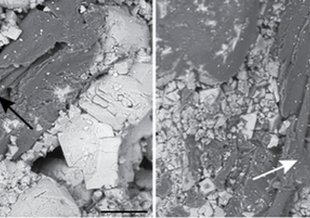 BSE-SEM images of fossils in sandstone from Michigan. At Left: internal tube in the carbonaceous material (black arrow). At right: a branching external tube in the carbonaceous material (black arrow), and the branching point (white arrow).