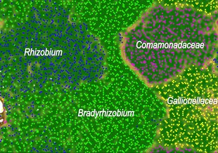 An emergent self-organizing map (ESOM) calculated using tetranucleotide frequencies of contigs in the metagenome.