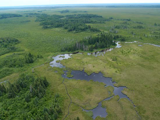 Arial view of peatland in northern Minnesota.