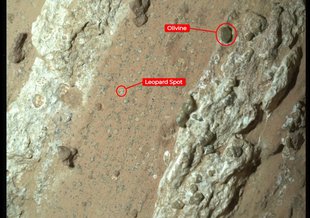 Two streaks of grey/green rock run diagonally through the frame from top right to bottom left. One dark piece in toward the top right is labeled Olivine. In the reddish regolith between the two streaks, a seconds spot is labeled Leopard Spot.