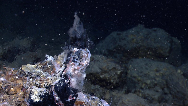 Shimmering hot waters of a hydrothermal vent at the Von Damm vent field, Carribean Sea, Mid-Cayman RIse. Numerous shrimp are seen in the image.