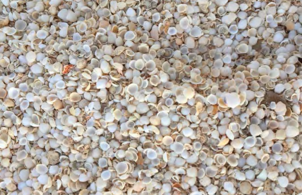 The shells of bivalve molluscs able to survive in the salty waters of Hamelin Bay. Source: ACA/UNSW.