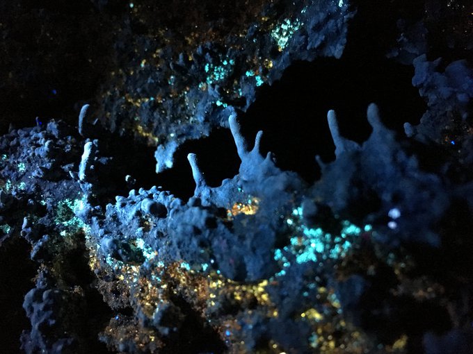 Ultraviolet light highlights different microbes in the caves, seen by green, yellow, and orange colonies. They drape below small mineralized finger-like structures that jut upward from a cave ledge. These structures could record signs of life in the rock.