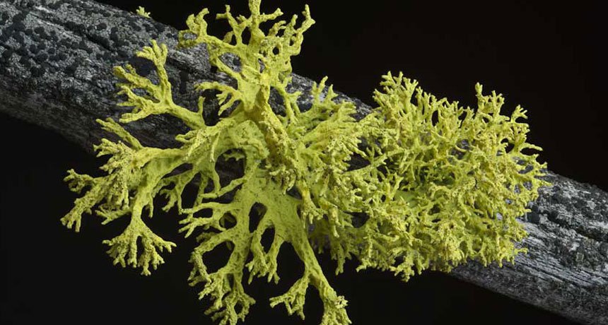 Basidiomycete yeast was discovered in the cortex of the wolf lichen, as well as among several other species. Image credit: University of Montana