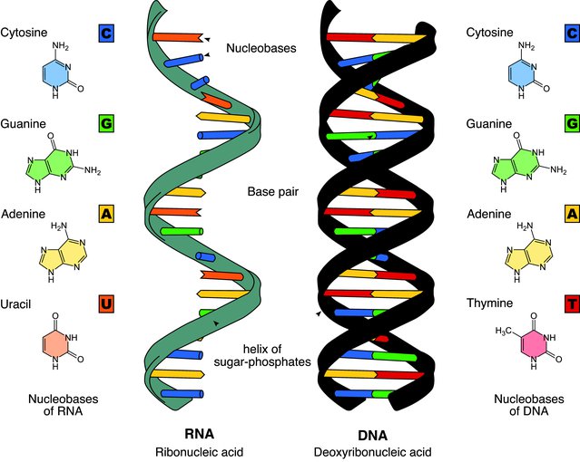 Side-by-side comparison of RNA and DNA for context.