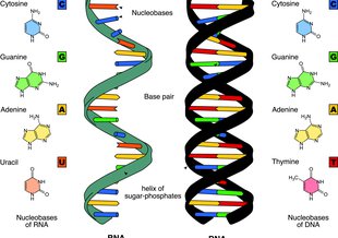 Side-by-side comparison of RNA and DNA for context.