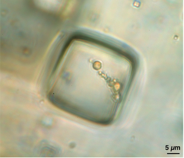 Microscopic image of a cube-like inclusion. Inside the cube, a group of cells can be seen clumped together.