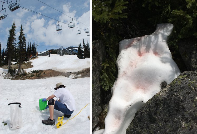 Left image shows a researcher crouched in the foreground, back to camera, as they scoop snow into sterile sample bags. Pine trees are up slope and stationary ski lift chairs hang above. Right image shows melting snow in rocks with red and pink patches.