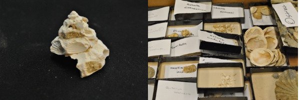Right: This Xenophora snail from the Pliocene Epoch shows how it finds a way to survive by incorporating shelly material from other organisms into its own shell. Left: Bulk sample of several ancient b
