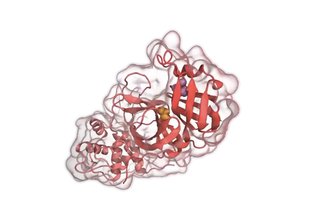 Molecular Dynamics (MD) simulations are an important tool used by the team. This technique allows researchers to simulate proteins, understand how they work, and design inhibitors before work in the lab begins.