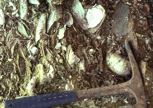 An outcrop of fossil bivalve shells from the Miocene. Credit: UC Berkeley