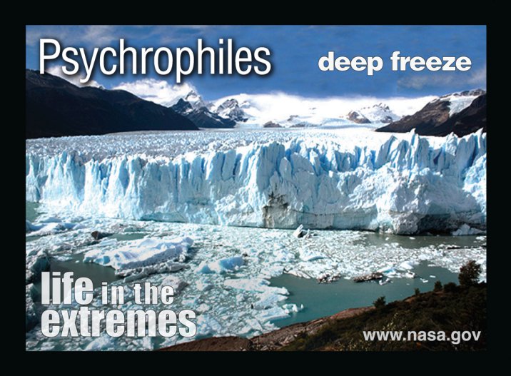 Psychrophiles survive in some of Earth's coldest environments. Check out the set of trading cards featuring nine different extremophile groups at: https://astrobiology.nasa.gov/classroom-materials/tradingcards/