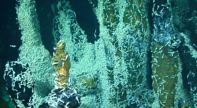 Shrimp in a hydrothermal vent in the Carribean.