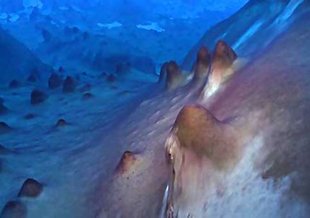Eerie blue light suffuses the otherworldly bottom of Lake Untersee, Antarctica, where scientists have found structures (purple lumps) built by layer upon layer of growing microbes. 