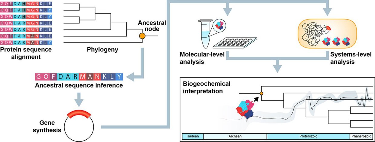 A graphic presentation of Kaçar’s work in reconstructing ancestral genomes. From a paper authored by Kaçar and colleague Amanda Garcia titled “How to resurrect ancestral proteins as proxies for ancient biogeochemistry” in Science Direct.