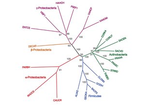 NJ phylogram, starting with 172 representative taxa, limited to only the 23 taxa found in the agreement subtrees for the 100 replicate trees formed using iterations of six predicted orthologs. Credit: