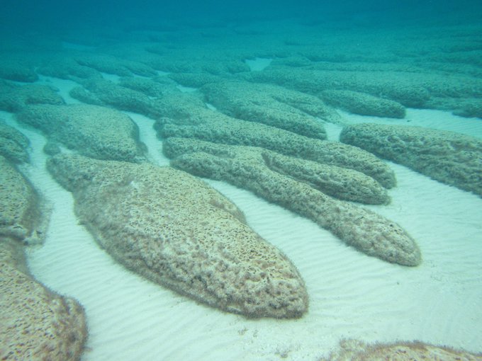 Elongate nested stromatolites colonized by pustular mat in the Spaven Province on the western margin of Hamelin Pool.