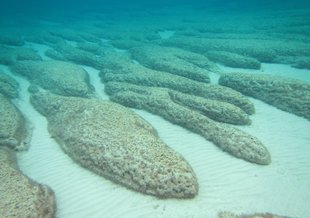 Elongate nested stromatolites colonized by pustular mat in the Spaven Province on the western margin of Hamelin Pool.