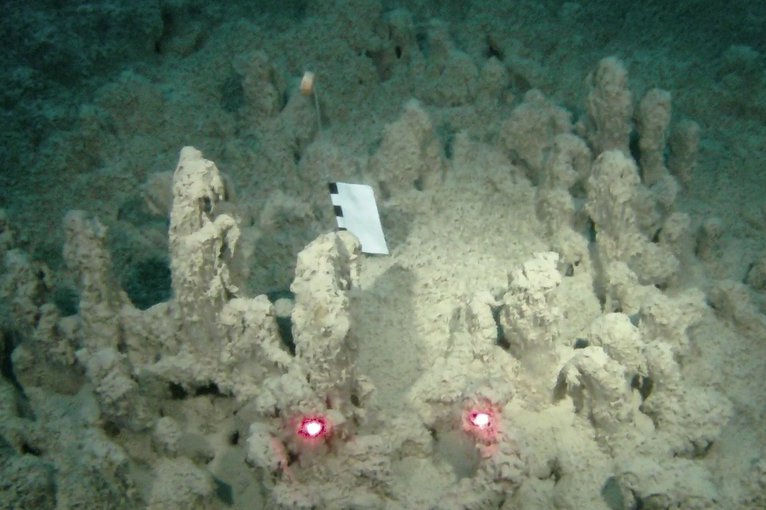 Examples of stromatolites from Lake Joyce; the laser points are spaced 10 cm apart.