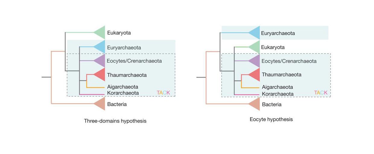 The three-domain model (left) with Archea (blue-shaded box) divided into different groups, some of which form the TACK supergroup (dashed-line box). On the right is the two-domain, or eocyte, model. In this case, Eukaryota is one branch within Archaea.